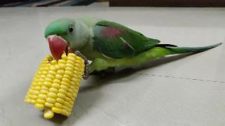 Александр маленький попугай питающийся кукурузой