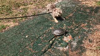 Собака встречает черепаху мэгги впервые встречает черепаху