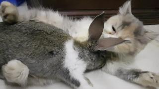 Кролик против кота любовь