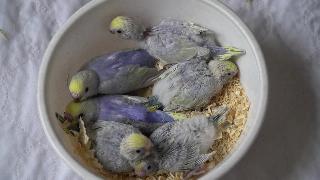 Радужные волнистые попугаи птенцы ноябрь г