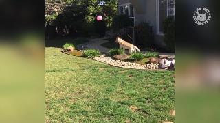 Смешная собака пытается поймать воздушный шар