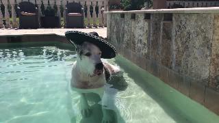 Макс великий датчанин наслаждается отдыхом в бассейне синко де майо