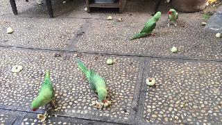Встреча попугаев