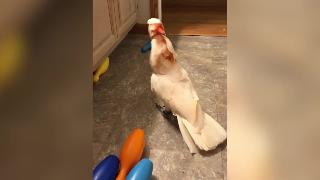 Попугай сбивает игрушечные кегли с пластиковым шаром