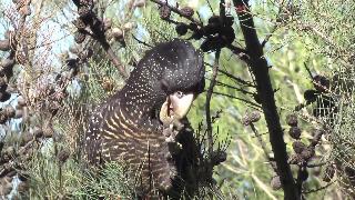 Потрясающие исследования головы самка краснохвостого самца черного какаду ест древесный фрукт