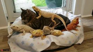 Самая мягкая кошка в мире проводит дни отдыхая с дюжиной рептилий