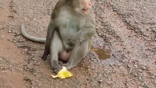 Мамыобезьяны едят бананы как обезьяны едят бананы кого ты знаешь забавная обезьянка прелесть