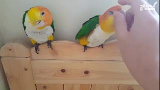 Два попугая на кровати