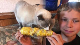 Кот луна любит свою кукурузу