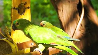 Попугай и попугаи в кормушке бирюзовый попугай