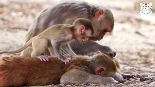 Обезьяна новые веселые видео смешные животные видео какое удовольствие от обезьяны