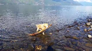 Веселая собака извлекает массивную ветку дерева из озера кутеней босвелл британская колумбия канада